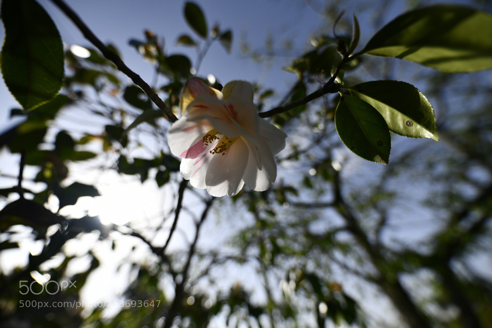 Nikon D850 sample photo. Untitled photography