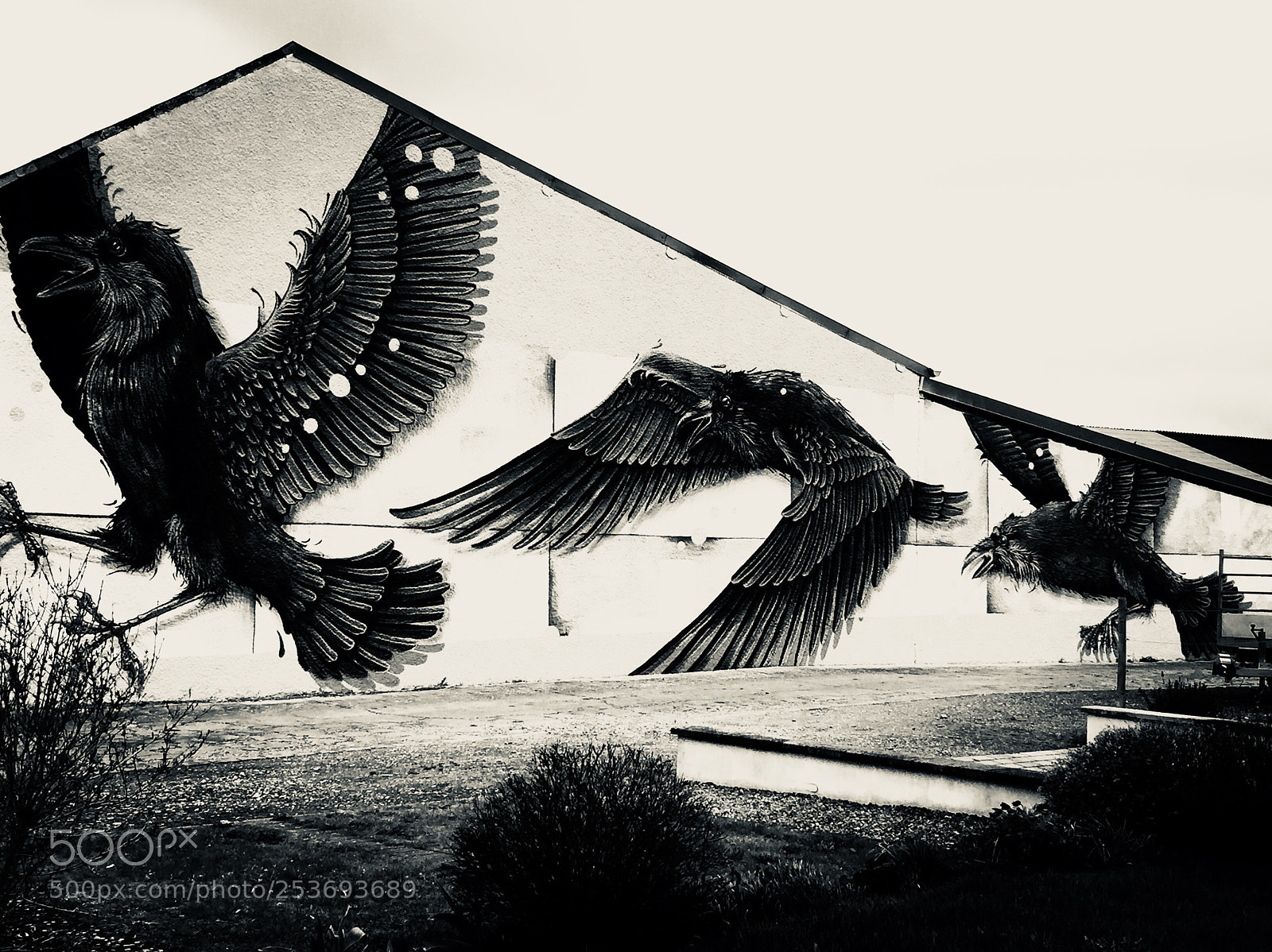 Apple iPhone 6 sample photo. Crow photography