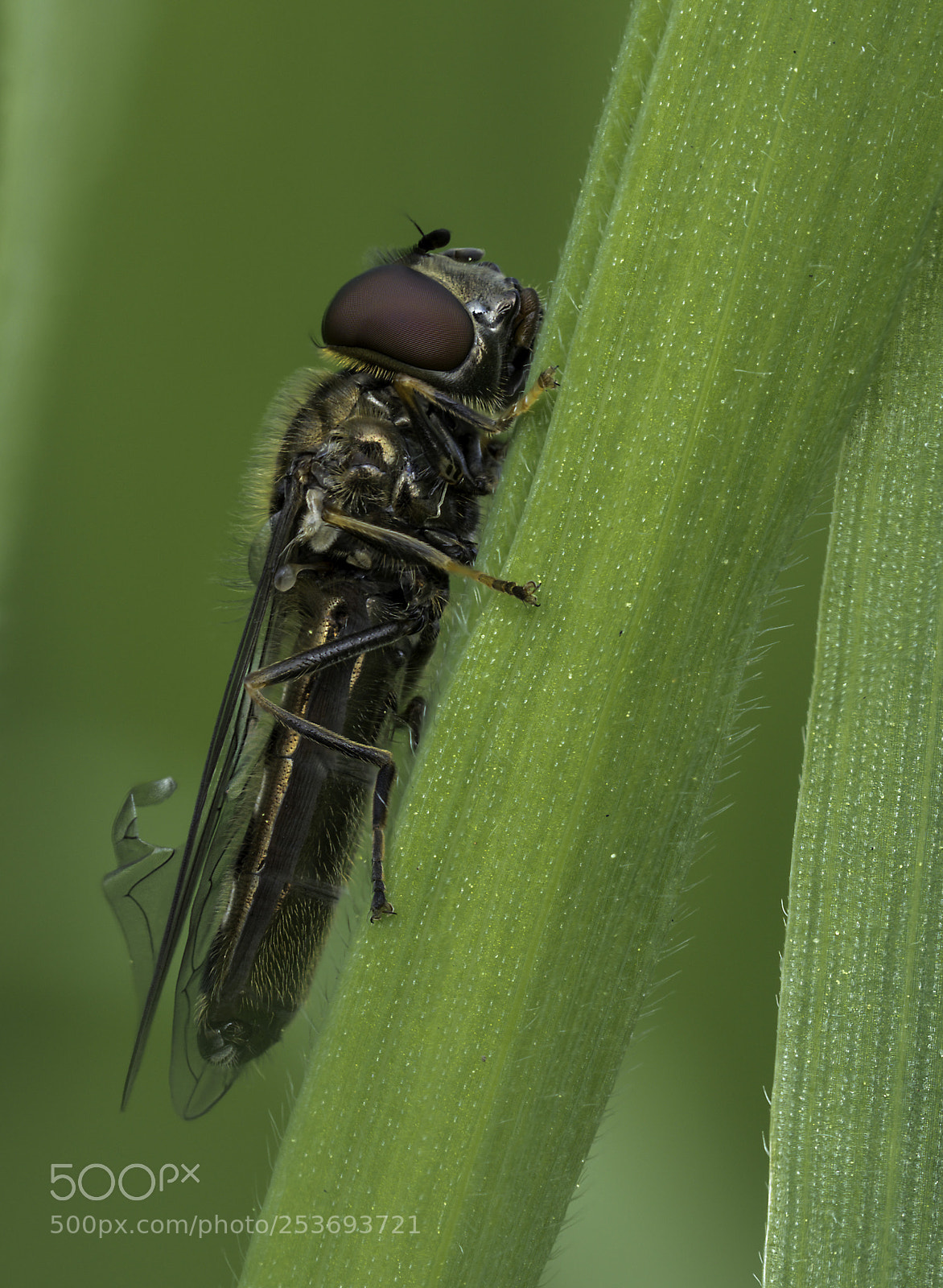Olympus OM-D E-M1 Mark II sample photo. Episyrphus balteatus photography