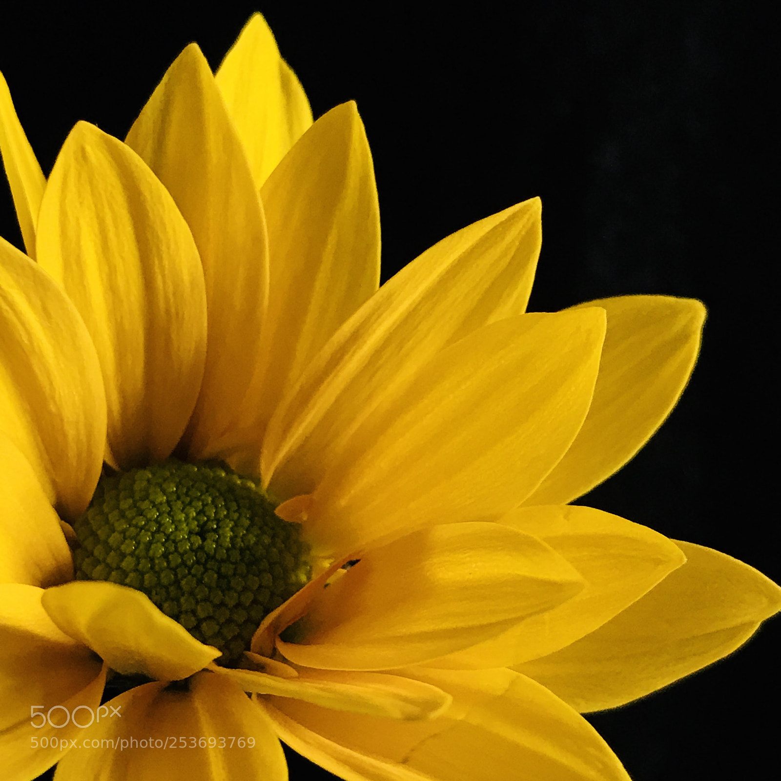 Apple iPhone 7 Plus sample photo. Yellow chrysanthemum  photography
