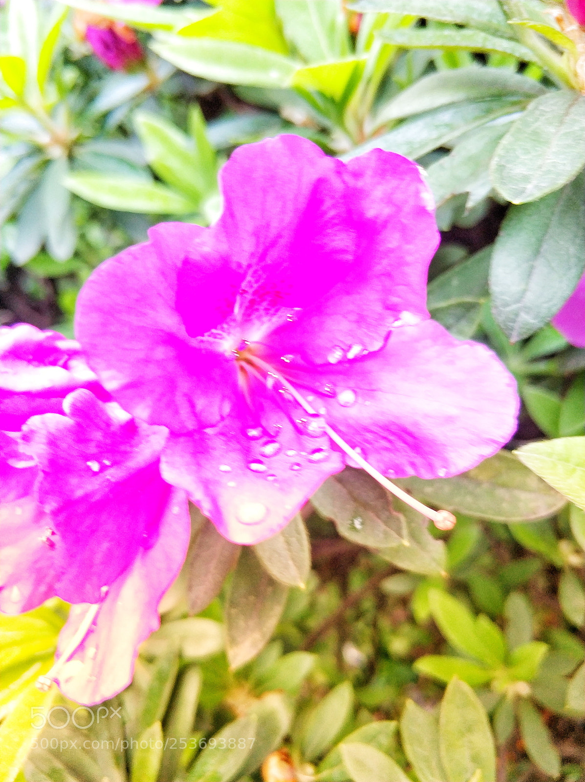 Xiaomi MI6 sample photo. Flower photography