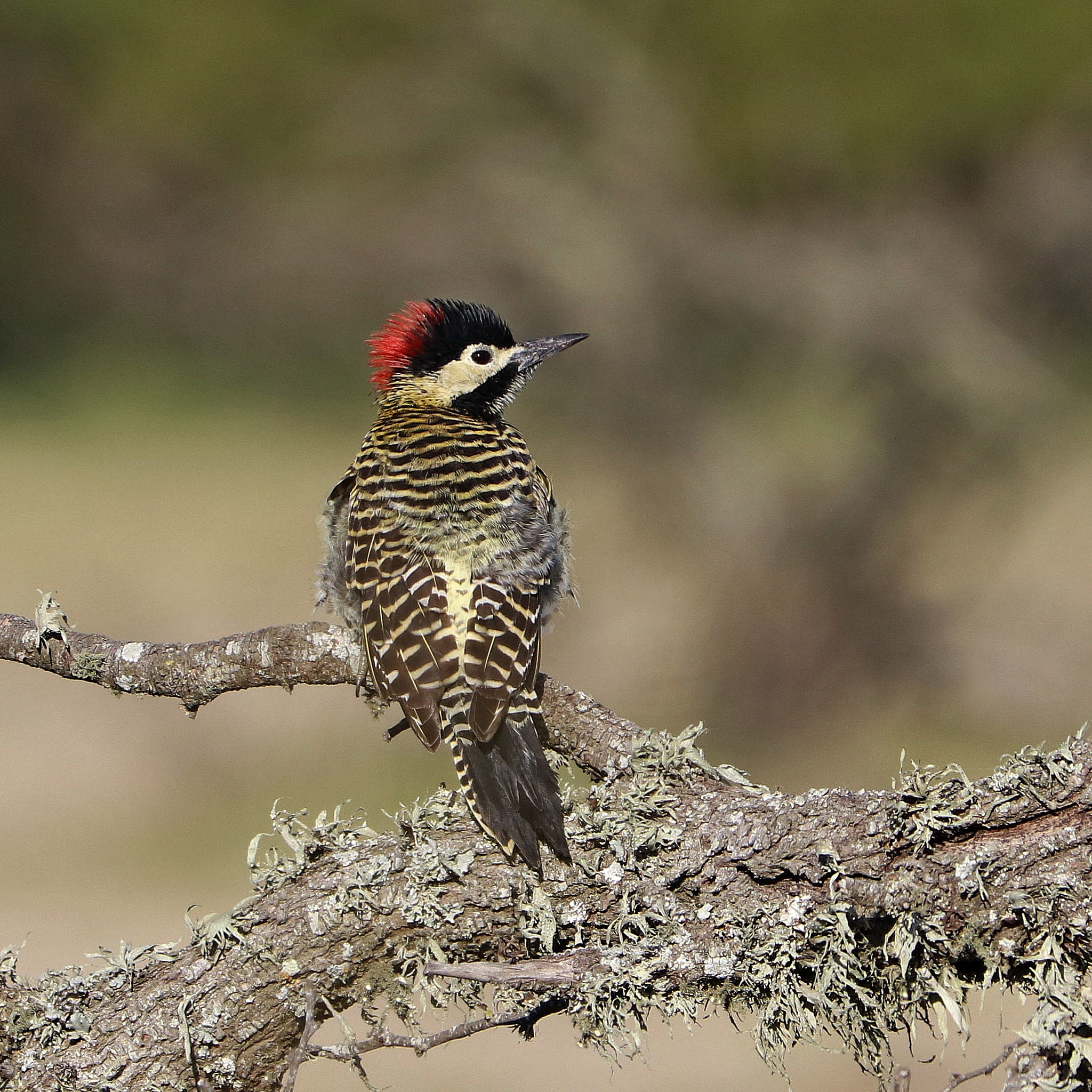 Canon EF 70-300 F4-5.6 IS II USM sample photo. Morning liveliness photography