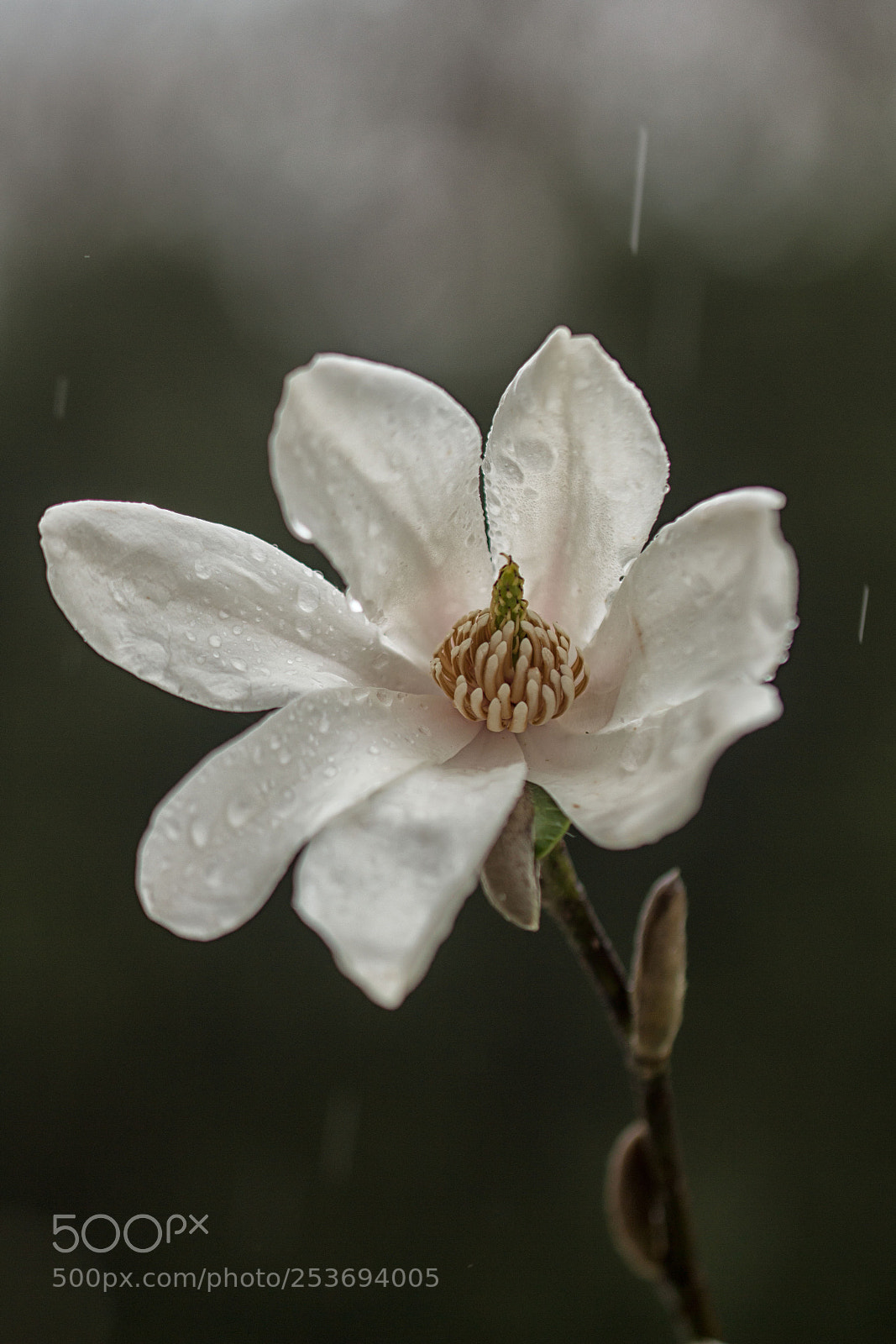 Canon EOS 700D (EOS Rebel T5i / EOS Kiss X7i) sample photo. Rainy day photography