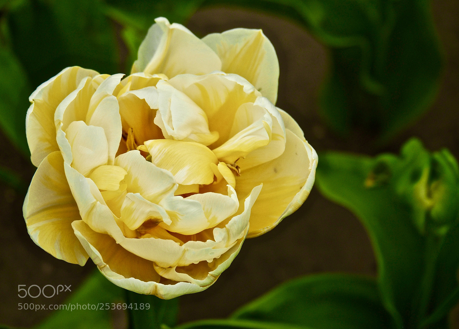 Olympus OM-D E-M5 II sample photo. Yellow photography