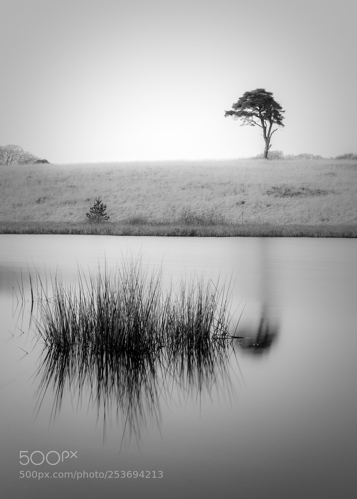 Canon EOS 7D sample photo. Lone priddy tree b photography
