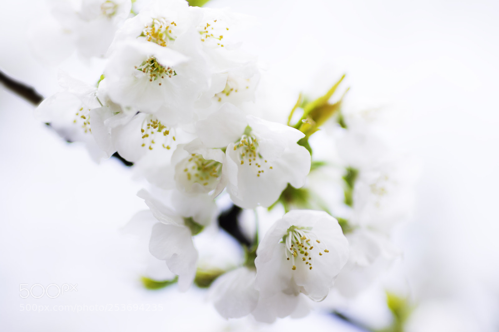 Nikon D7100 sample photo. Cherry tree at jerte photography