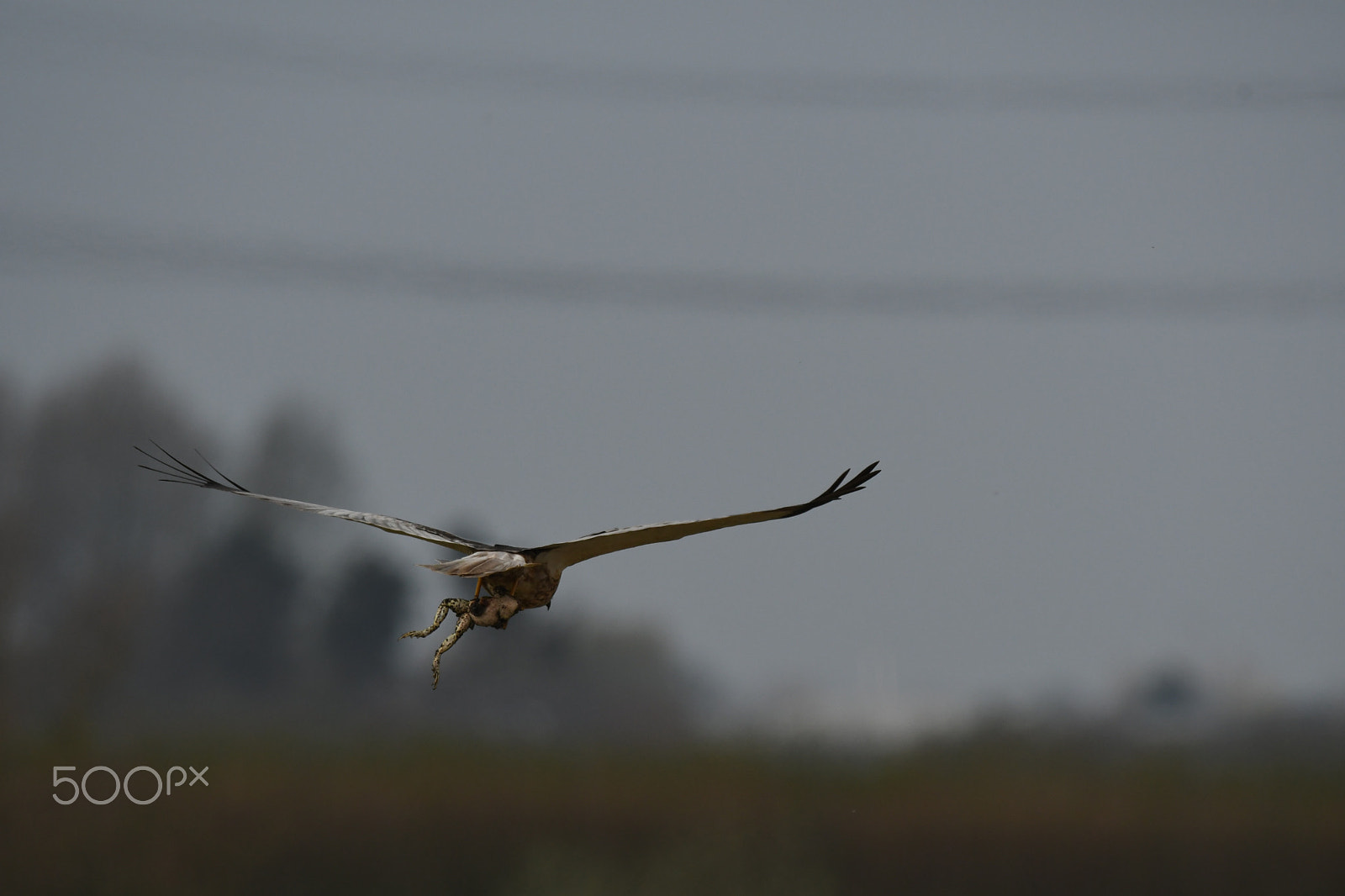 Nikon D500 sample photo. Western marsh harrier (circus aeruginosus) photography