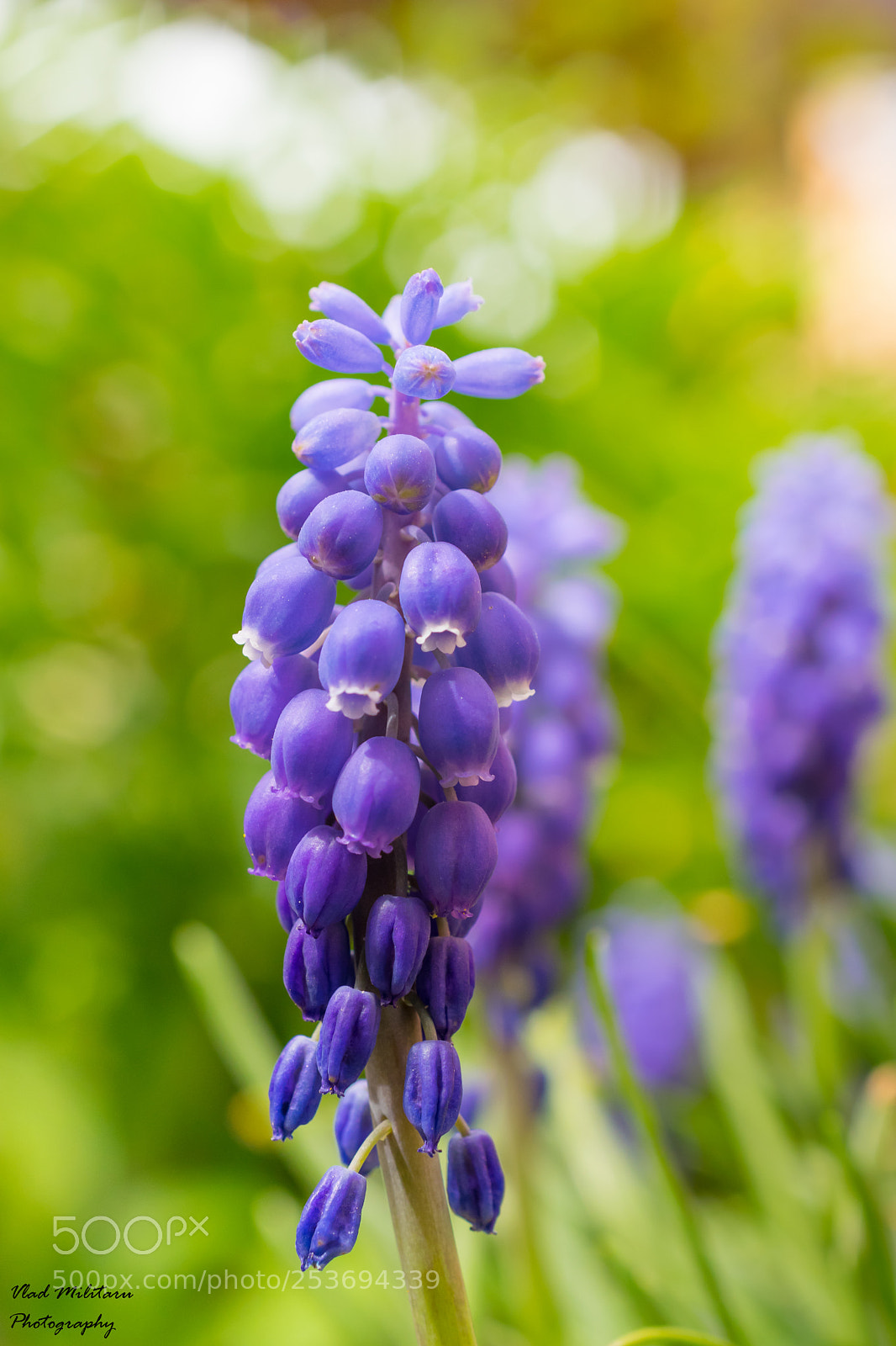 Nikon D5300 sample photo. Grape hyacinths (muscari armeniacum). photography