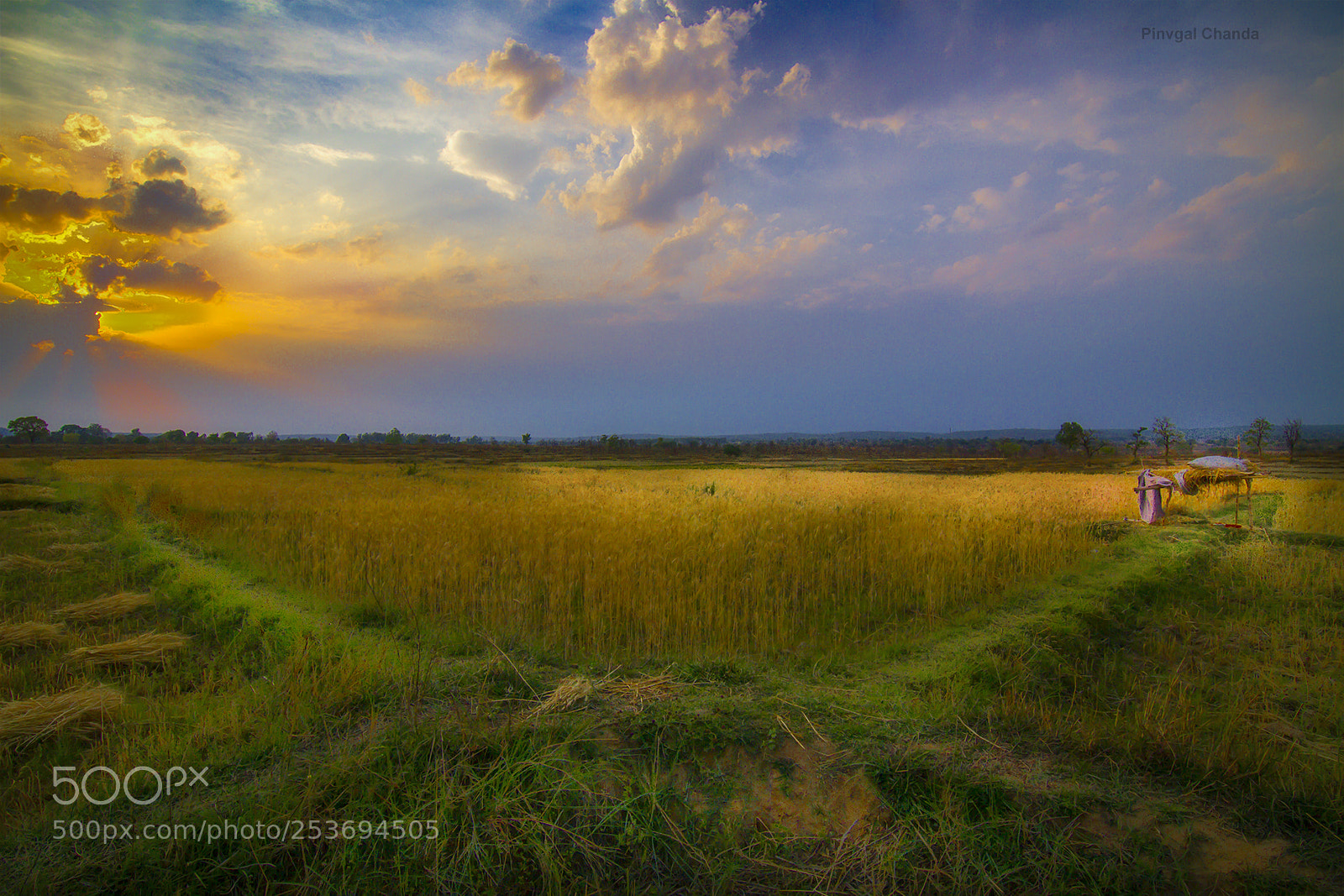 Canon EOS 7D sample photo. The field photography
