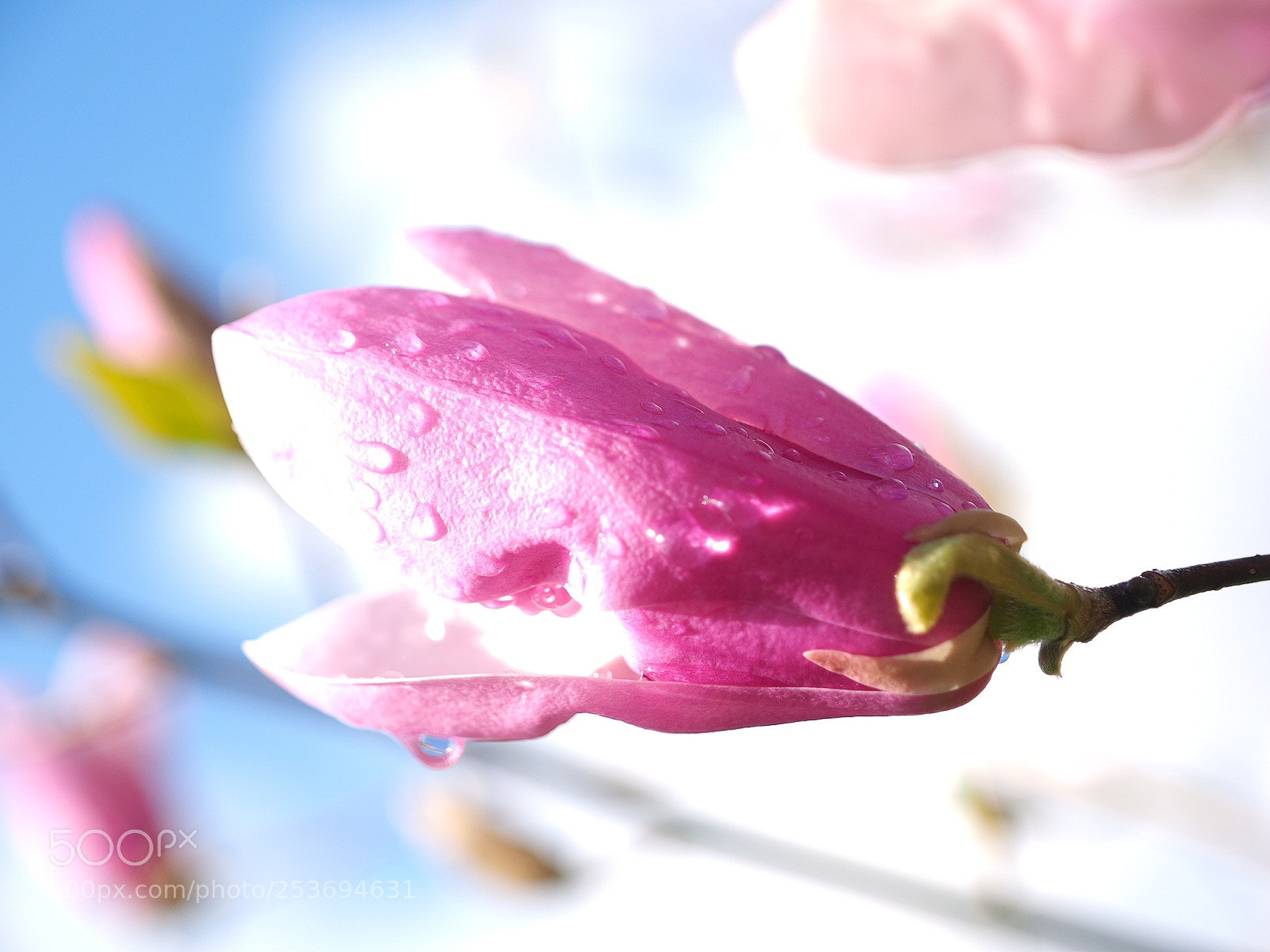 Olympus OM-D E-M1 sample photo. Spring arrived photography