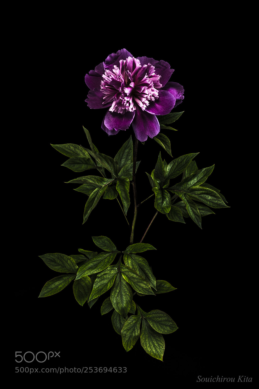 Nikon D800E sample photo. 貴尊 photography