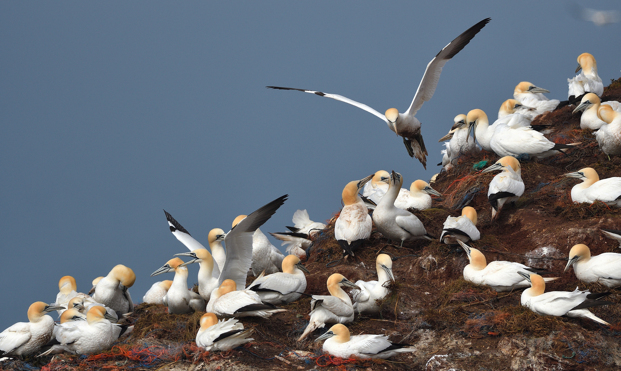 Nikon AF-S Nikkor 500mm F4G ED VR sample photo. Northern gannet colony photography