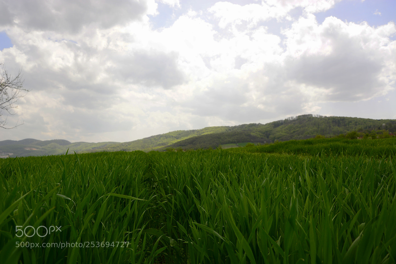 Nikon D7100 sample photo. Meadow photography