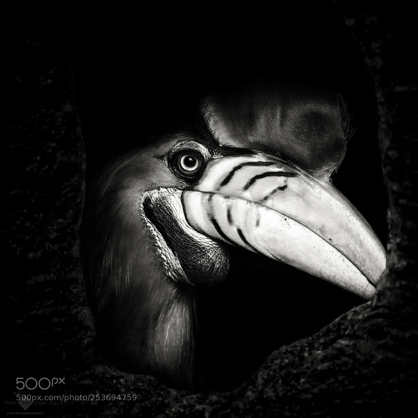 Nikon D7100 sample photo. Knobbed hornbill #2 photography
