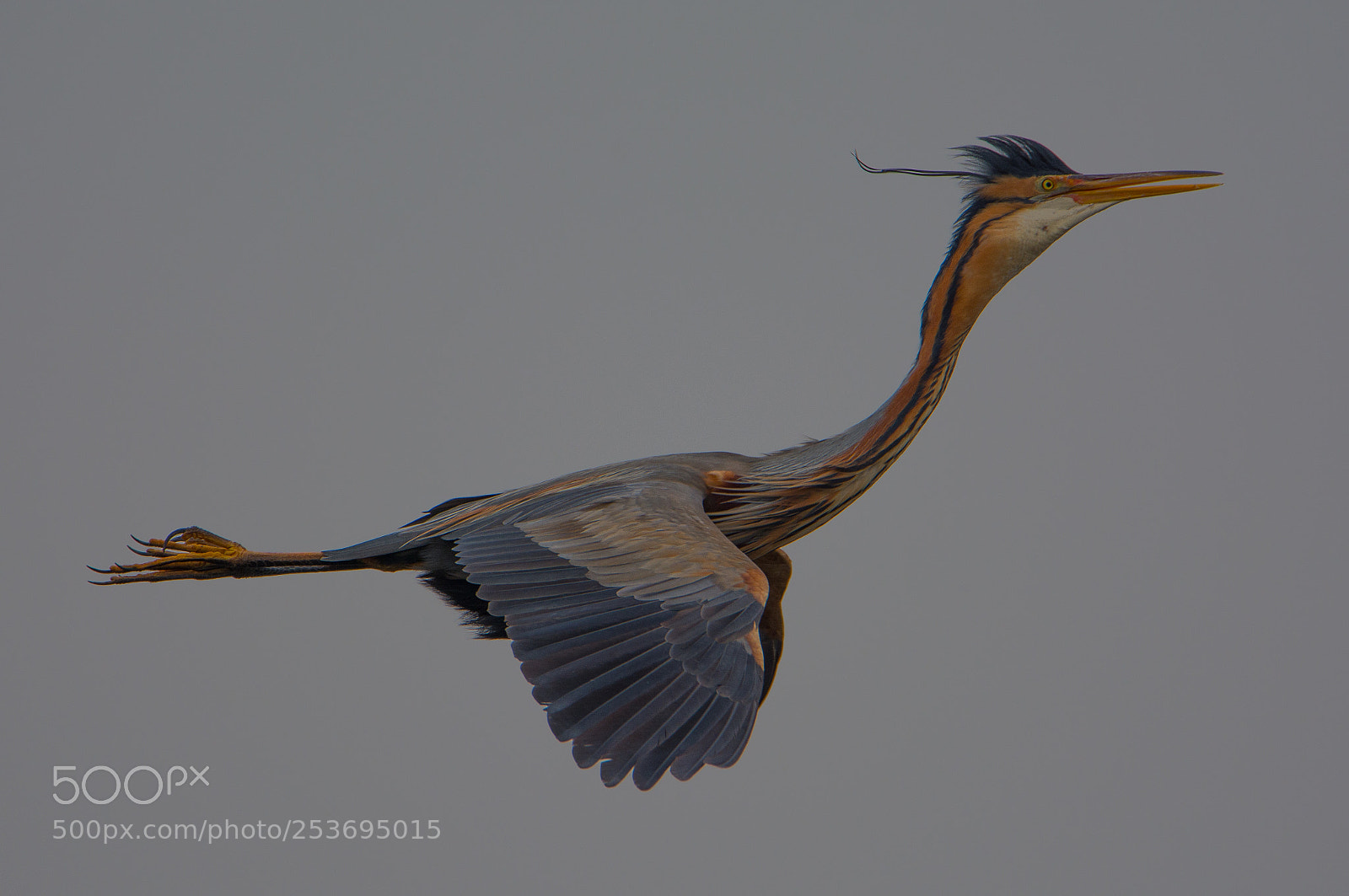 Nikon D7100 sample photo. Purple heron (purper reiger) photography