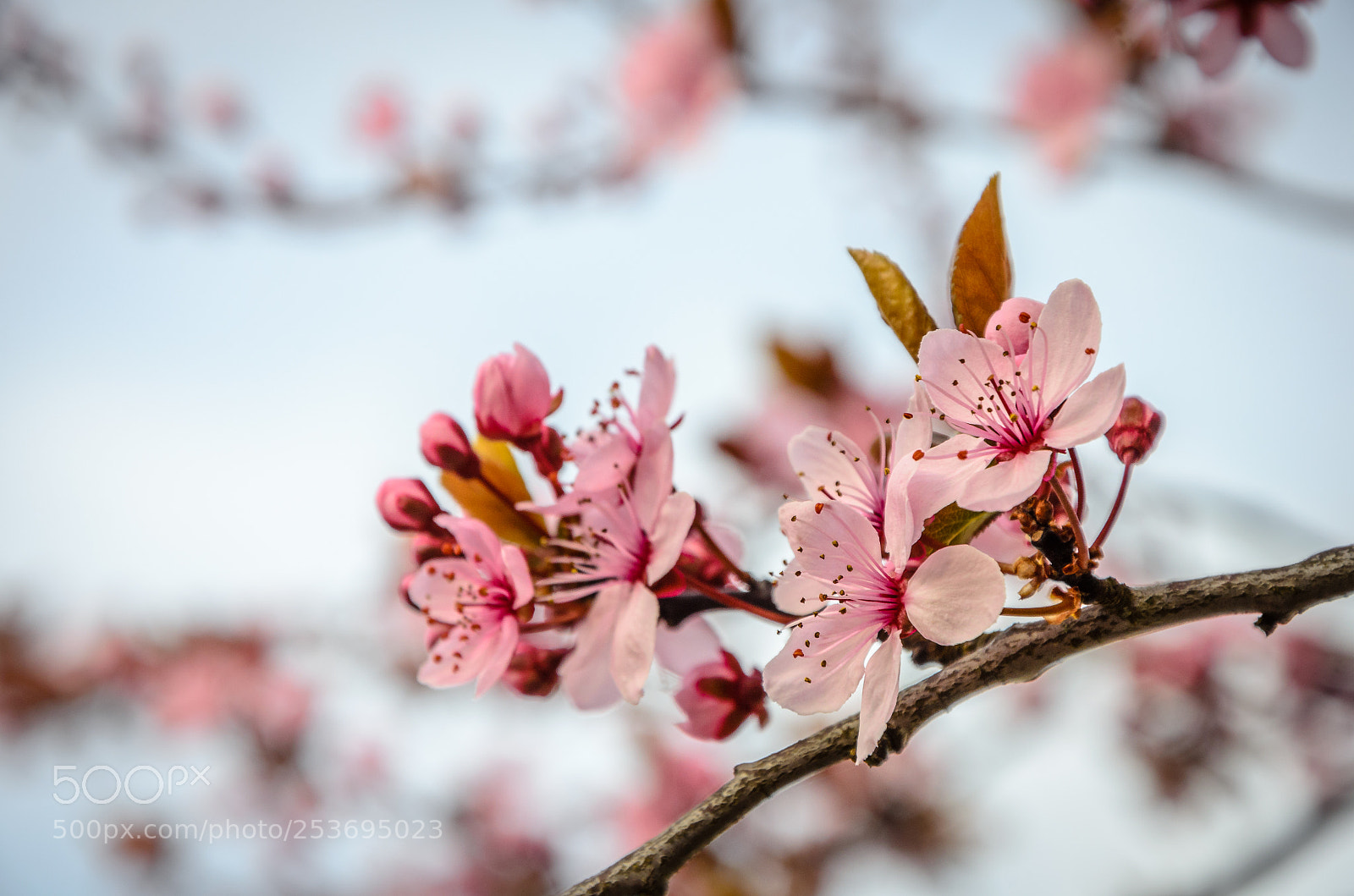 Nikon D5100 sample photo. Almond flower in spring photography