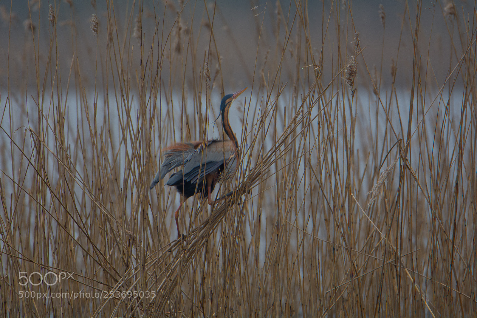 Nikon D7100 sample photo. Purple heron (purper reiger) photography