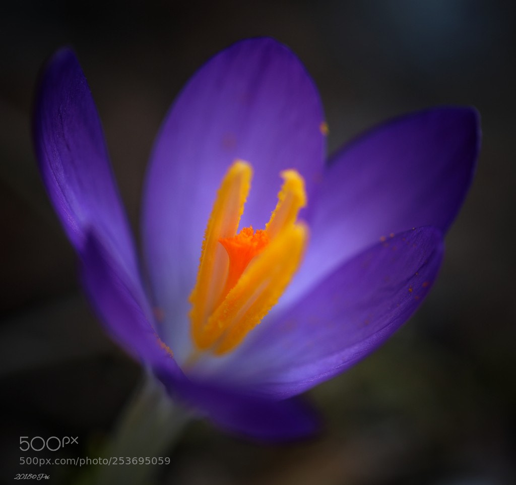 Canon EOS 5D Mark IV sample photo. Crocus photography