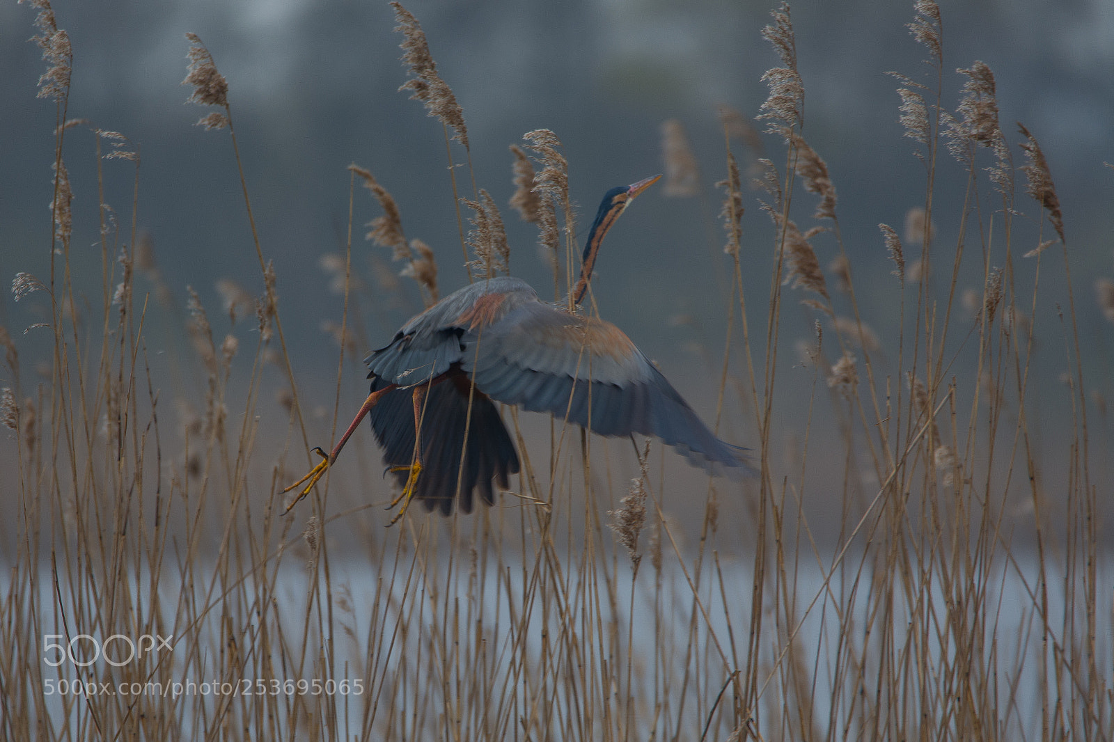 Nikon D7100 sample photo. Purple heron (purper reiger) photography