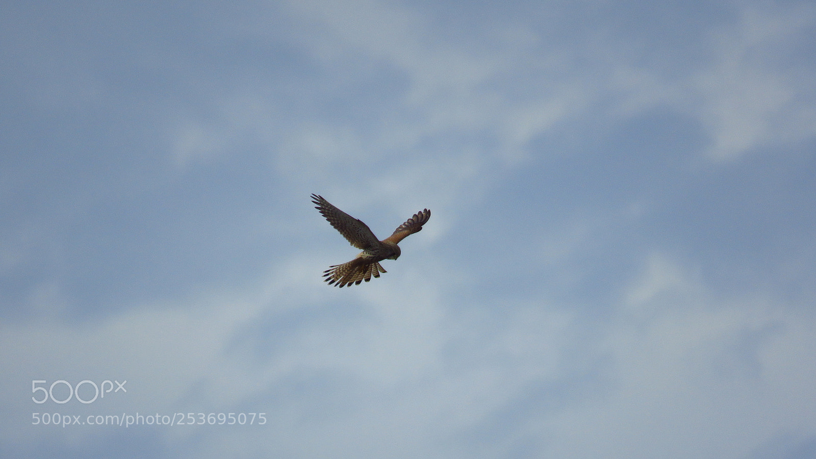 Canon PowerShot SX60 HS sample photo. Common kestrel (falco tinnunculus) photography