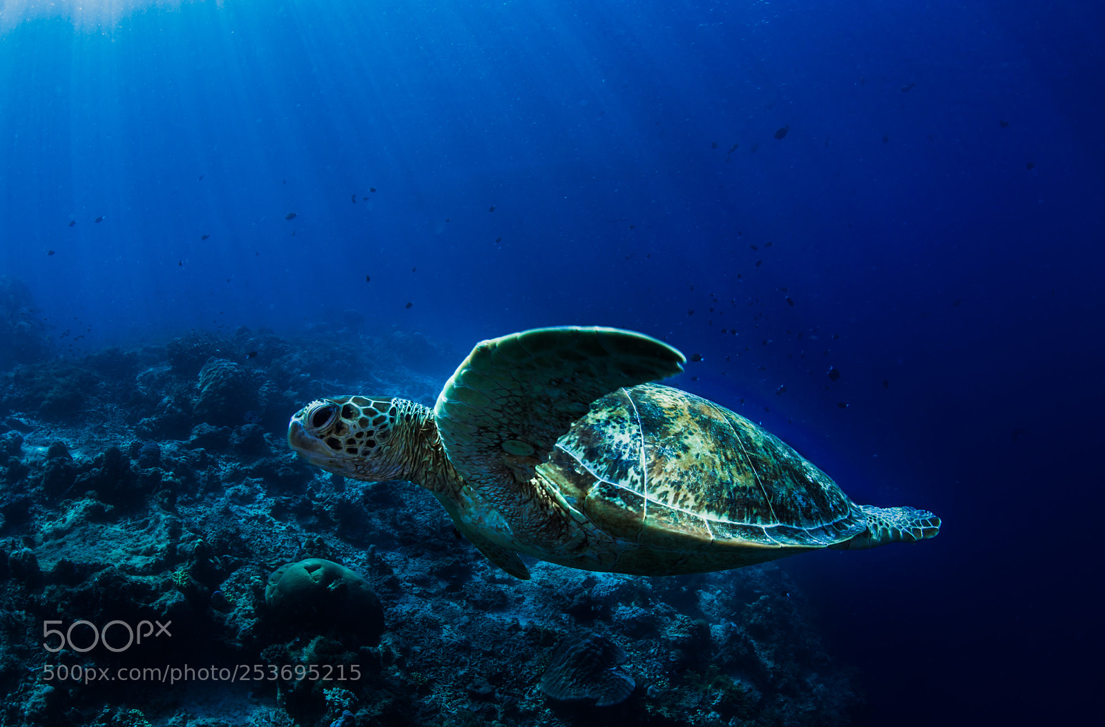 Nikon D810 sample photo. Turtle rays photography