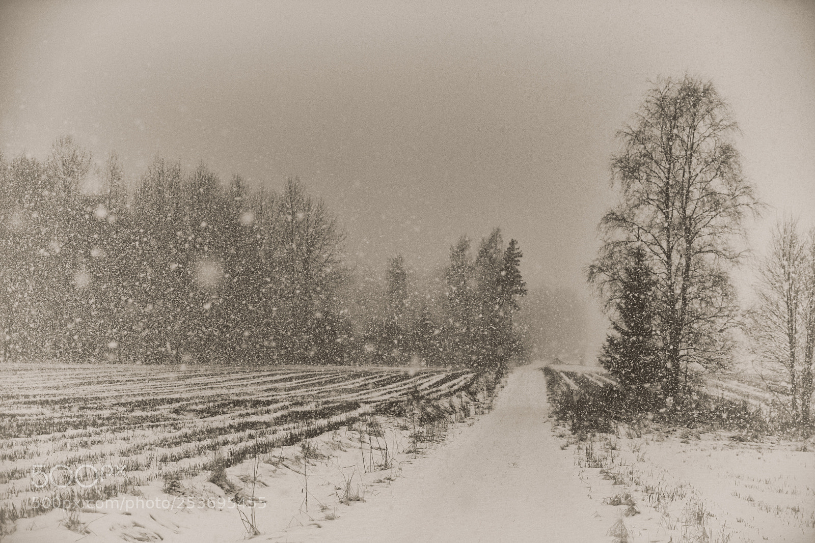 Sony a7R II sample photo. Last snowflakes photography