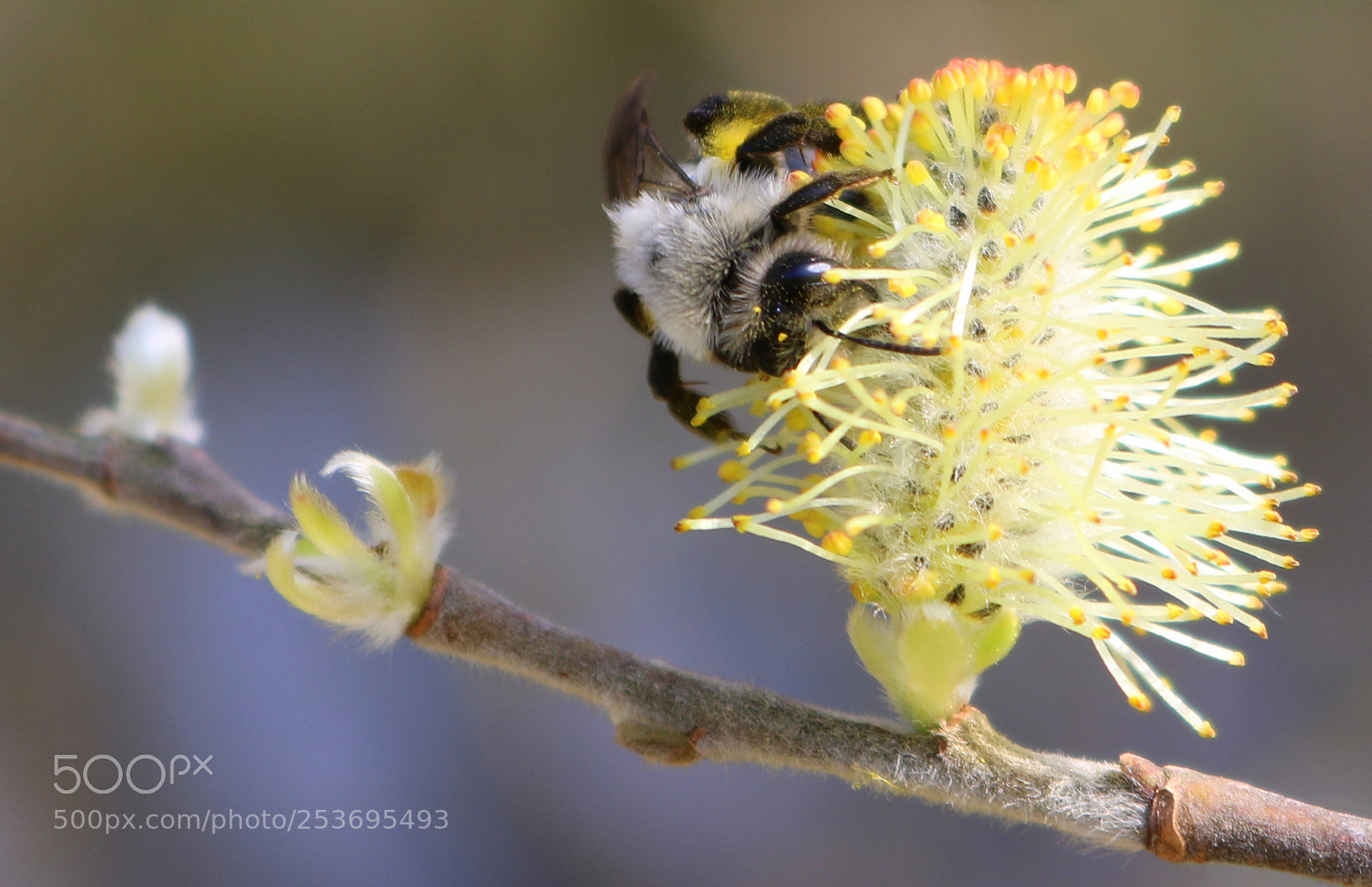 Canon EOS 750D (EOS Rebel T6i / EOS Kiss X8i) sample photo. Ich w hl mich photography