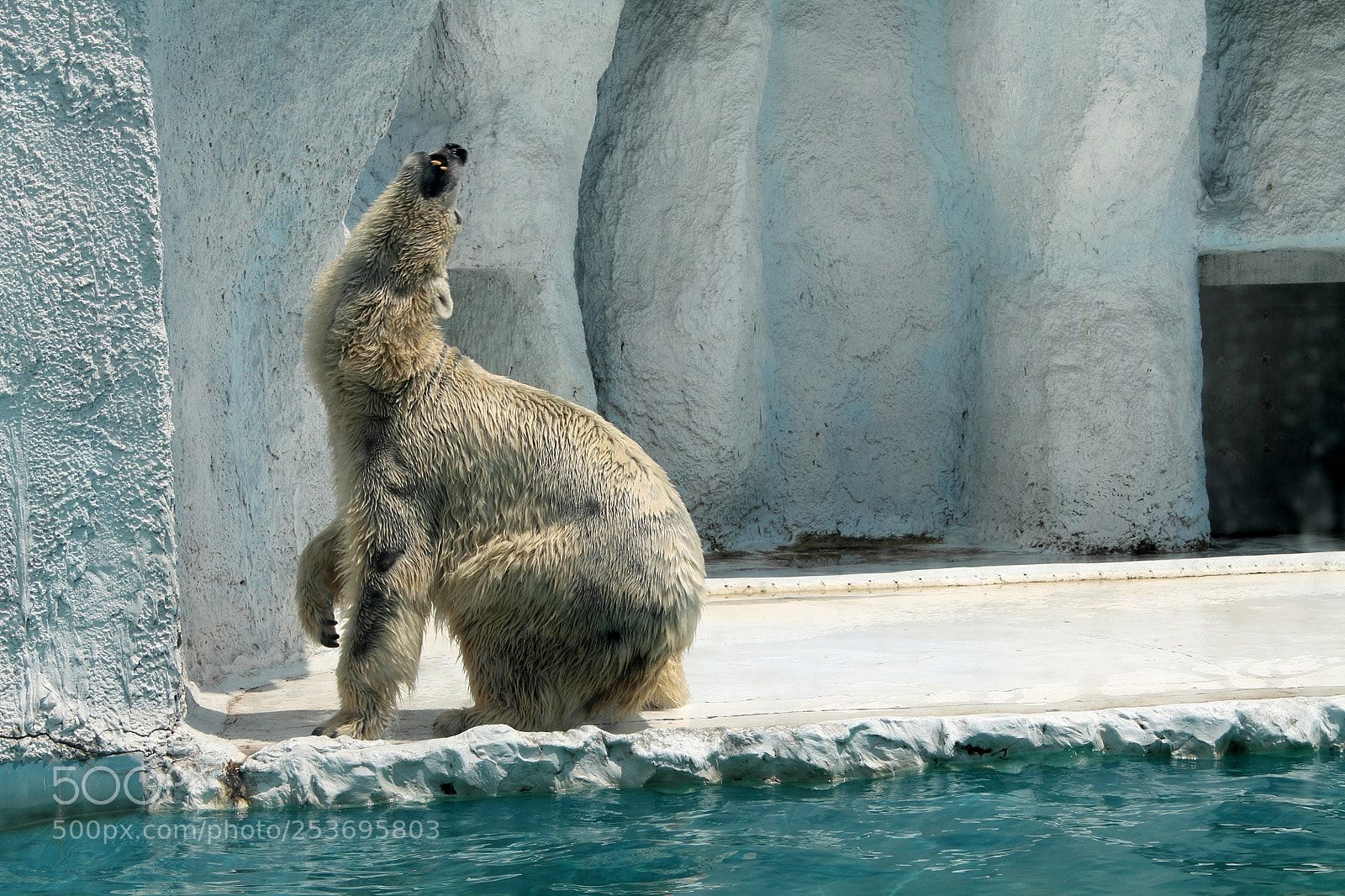 Canon EOS 1100D (EOS Rebel T3 / EOS Kiss X50) sample photo. A polar bear in photography