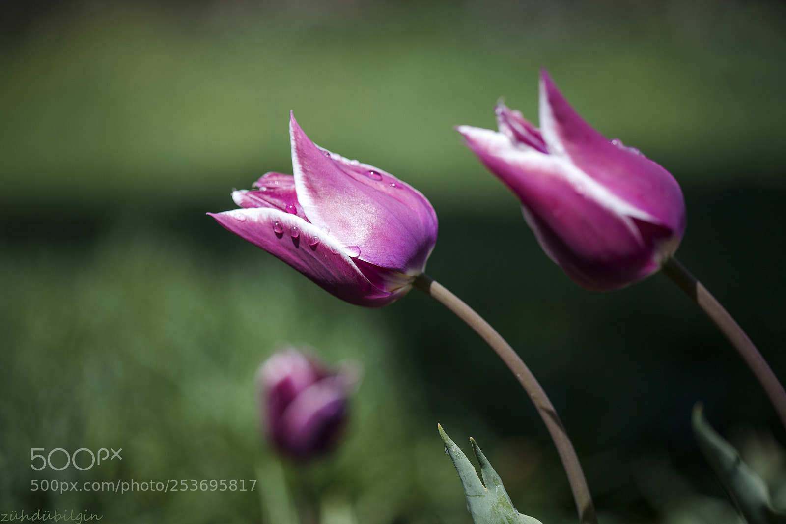 Canon EOS 5D Mark II sample photo. Tulips photography