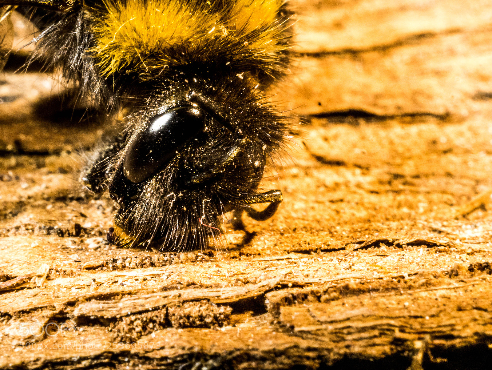 Panasonic DMC-G81 sample photo. Im auge der hummel photography