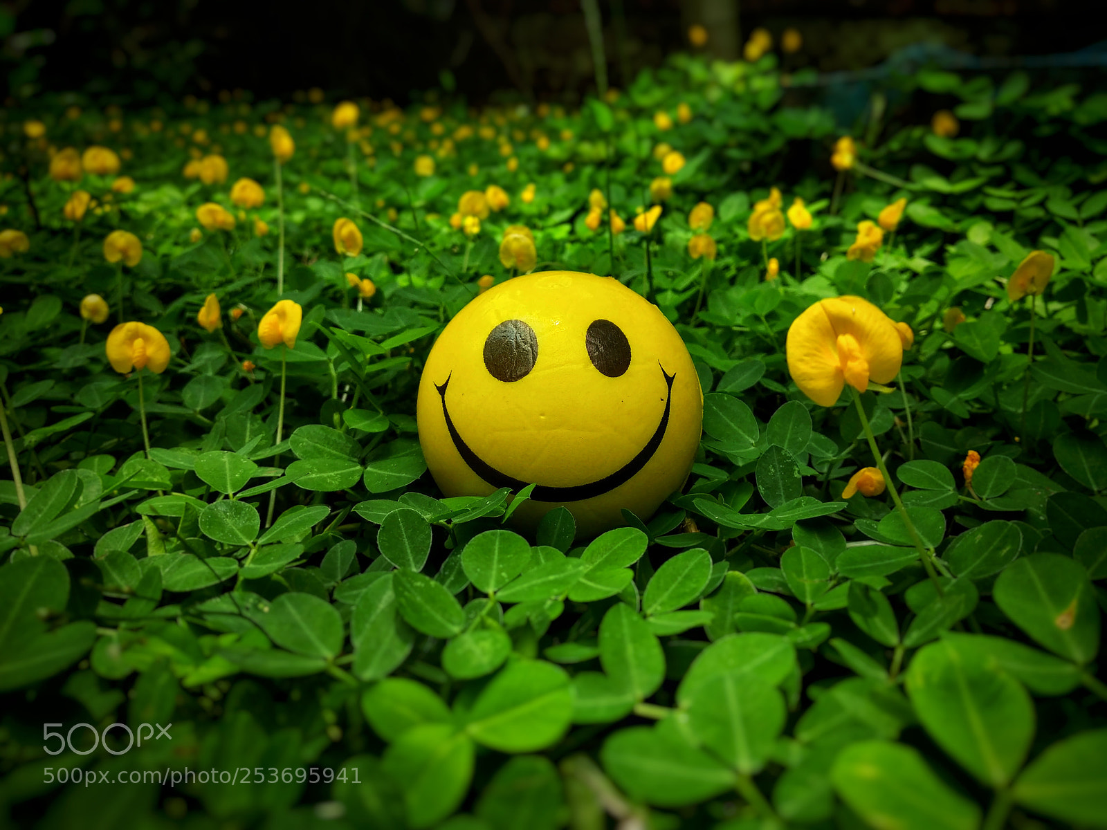 Xiaomi Redmi Note 5 Pro sample photo. Untitled photography