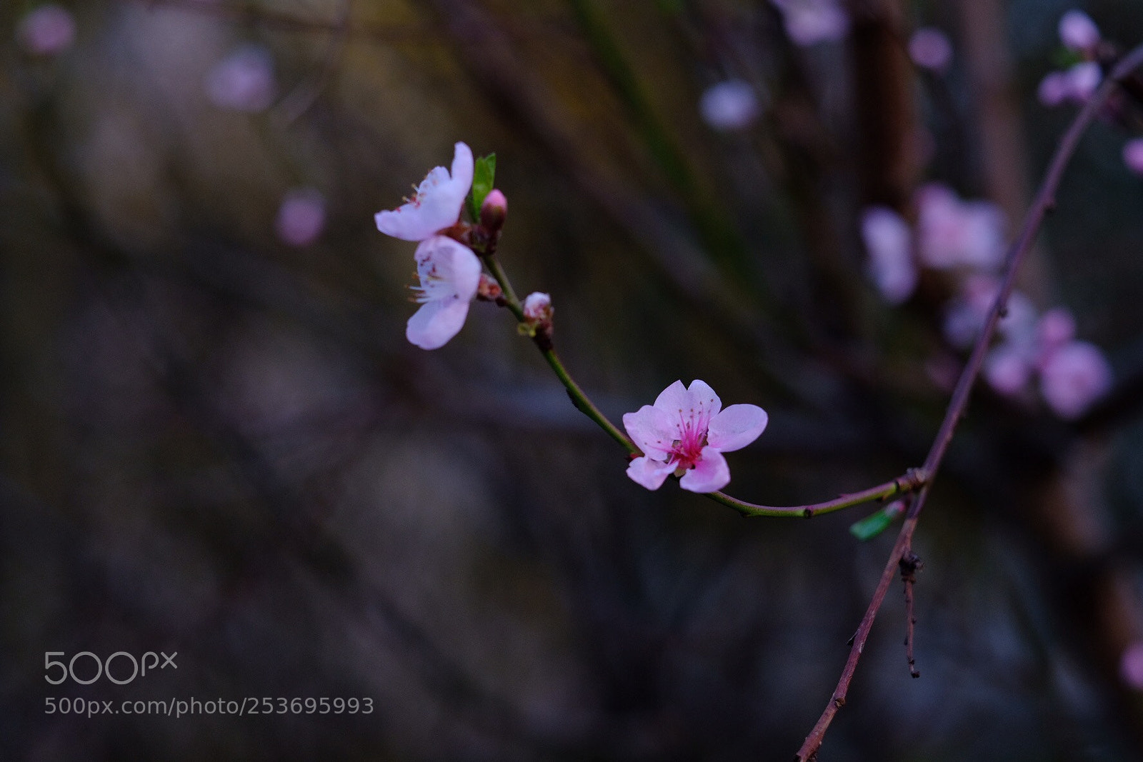 Fujifilm X-T2 sample photo. Tender photography