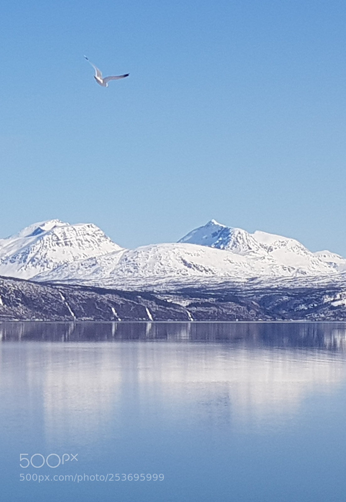 Samsung Galaxy S8 sample photo. Fly high photography