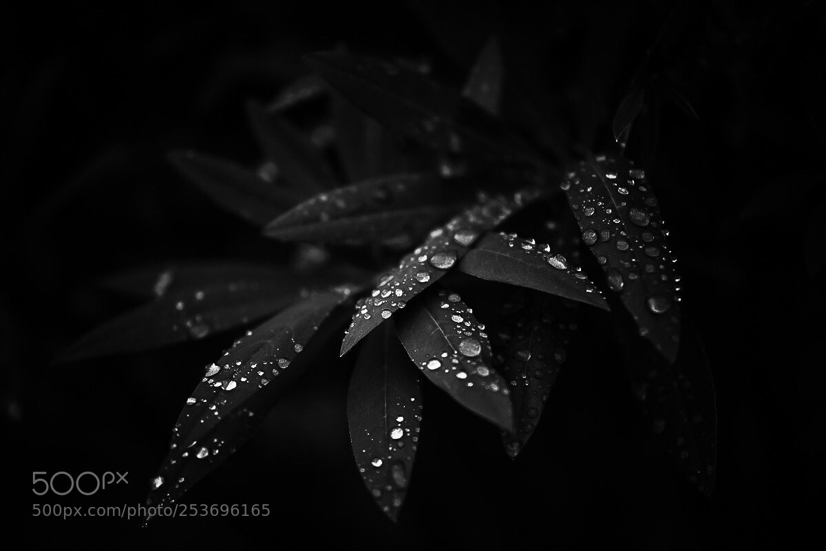 Nikon D810 sample photo. Rain photography
