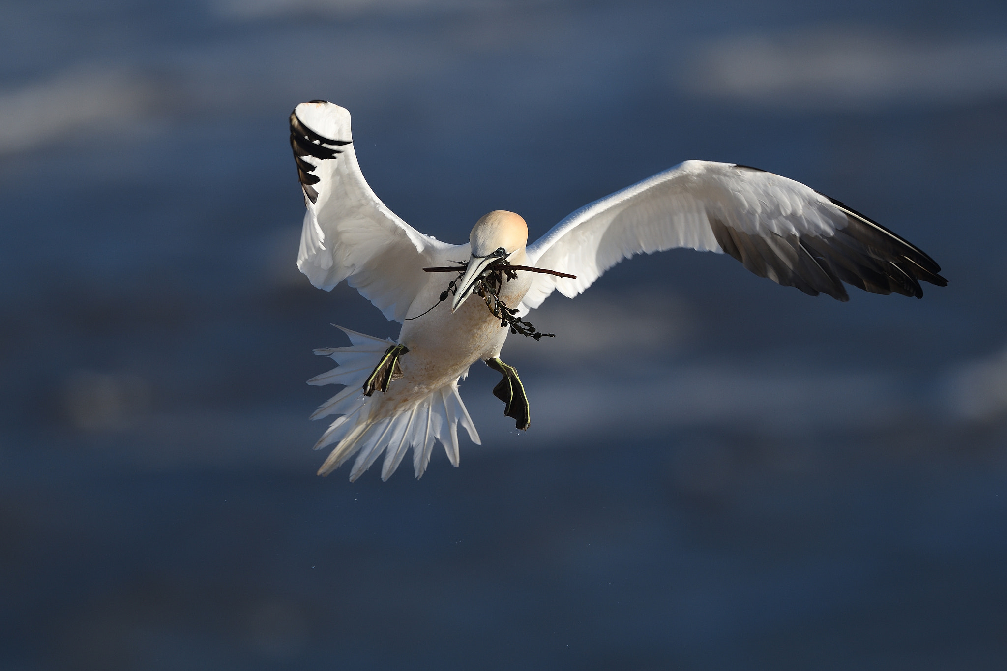 Nikon D850 + Nikon AF-S Nikkor 500mm F4G ED VR sample photo. Transporter photography
