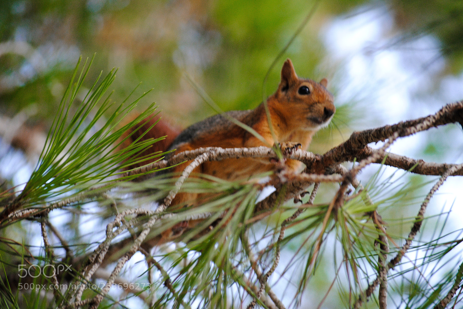 Nikon D3000 sample photo. Ecureuil photography