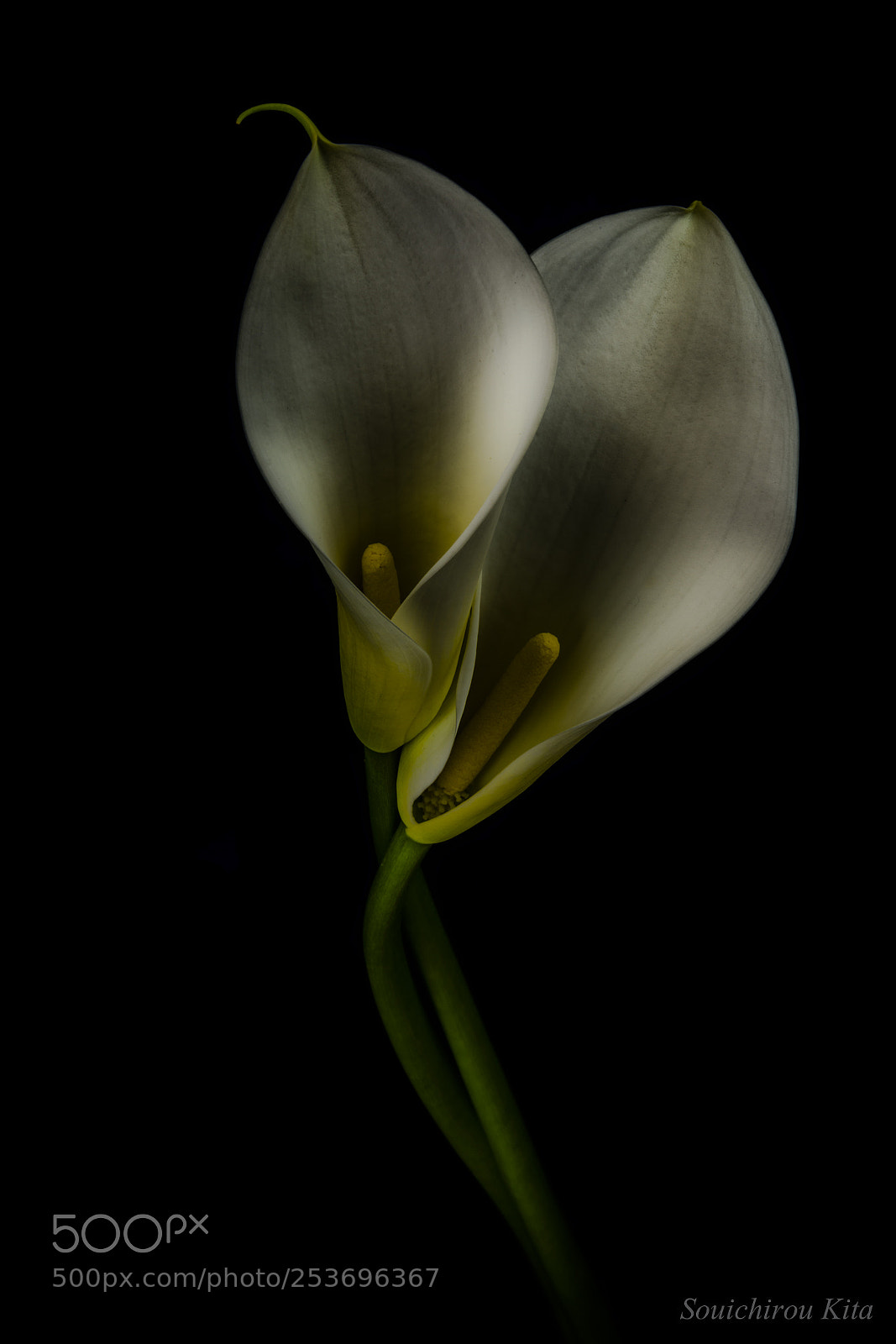 Nikon D800E sample photo. 懐紗 photography