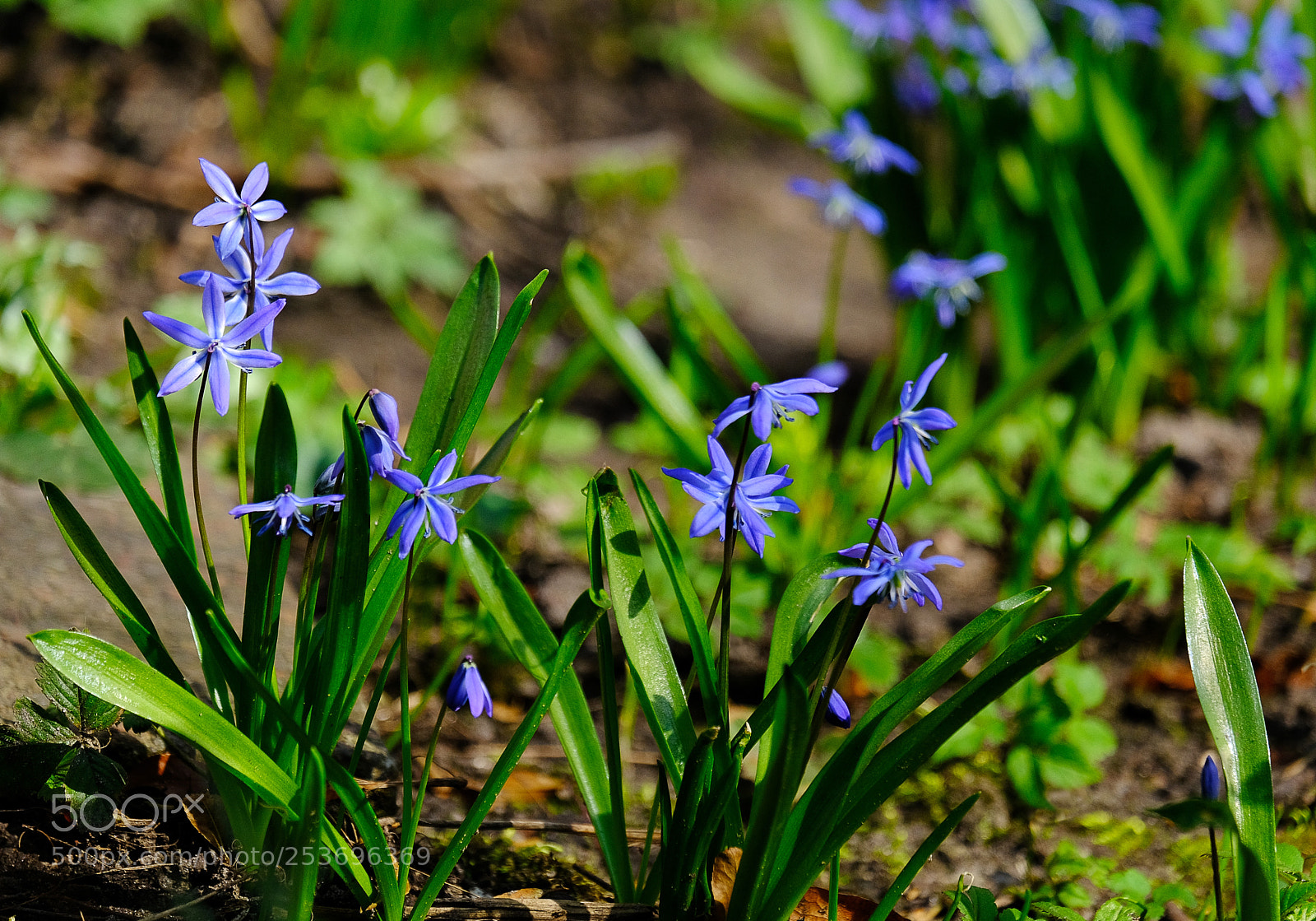 Fujifilm X-T20 sample photo. Blossomed blue snowdrops photography