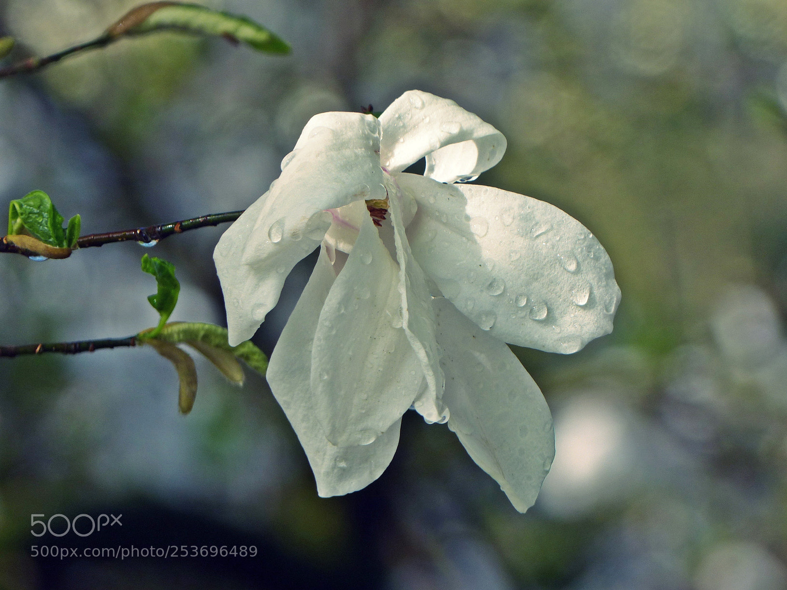 Panasonic Lumix DMC-FZ200 sample photo. Magnolie photography