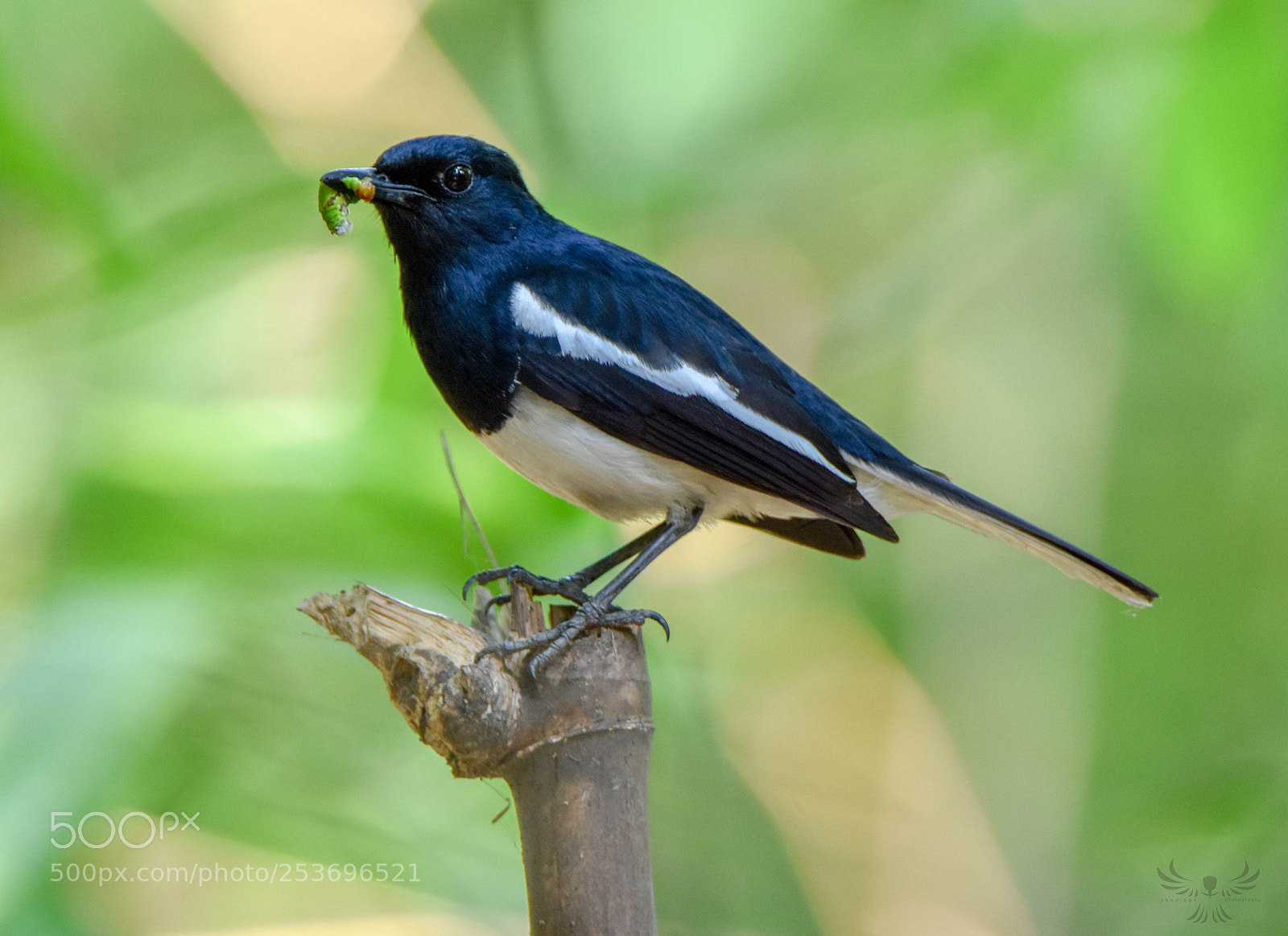 Nikon D7200 sample photo. Oriental magpie robin photography