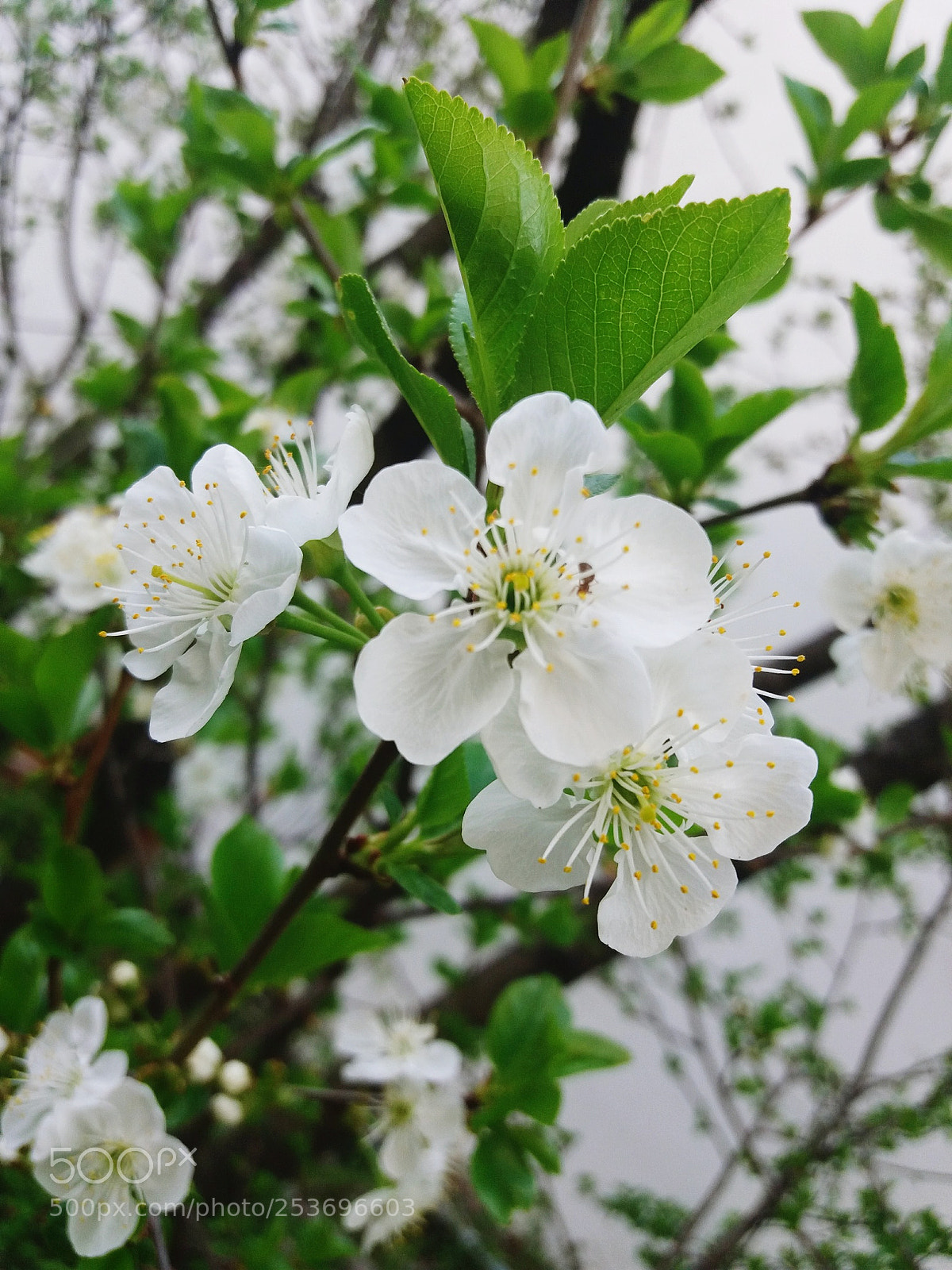 Samsung Galaxy J5(2016) sample photo. Spring photography