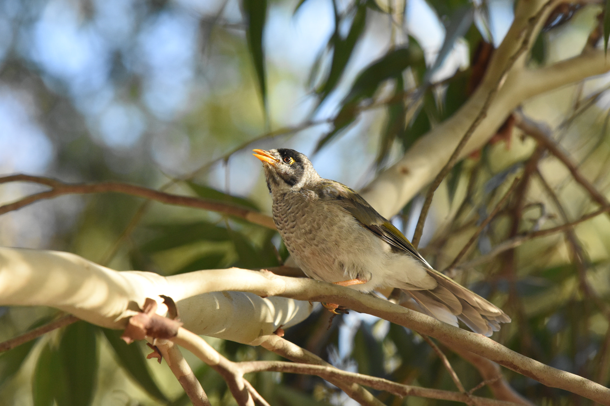 Nikon D7200 + Nikon Nikkor AF-S 300mm F4E PF ED VR sample photo. Dsc photography