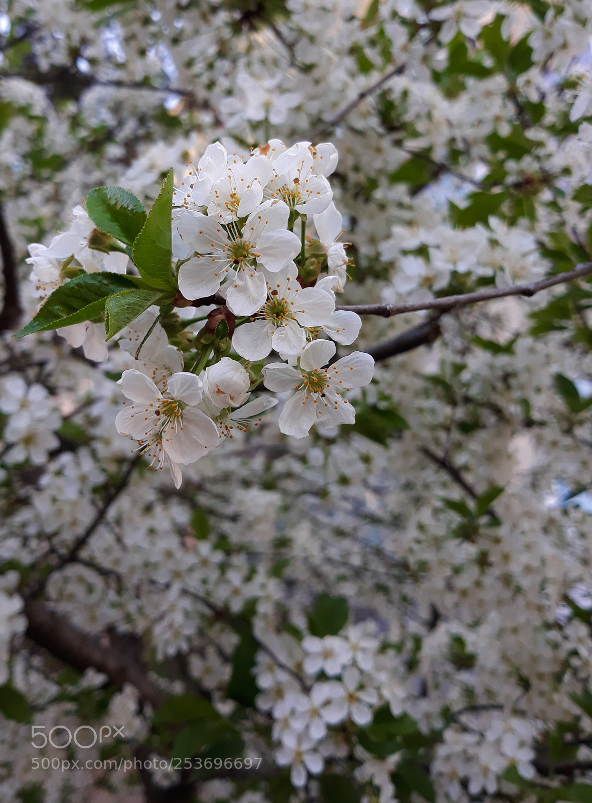 Samsung Galaxy J7 sample photo. Blossom photography
