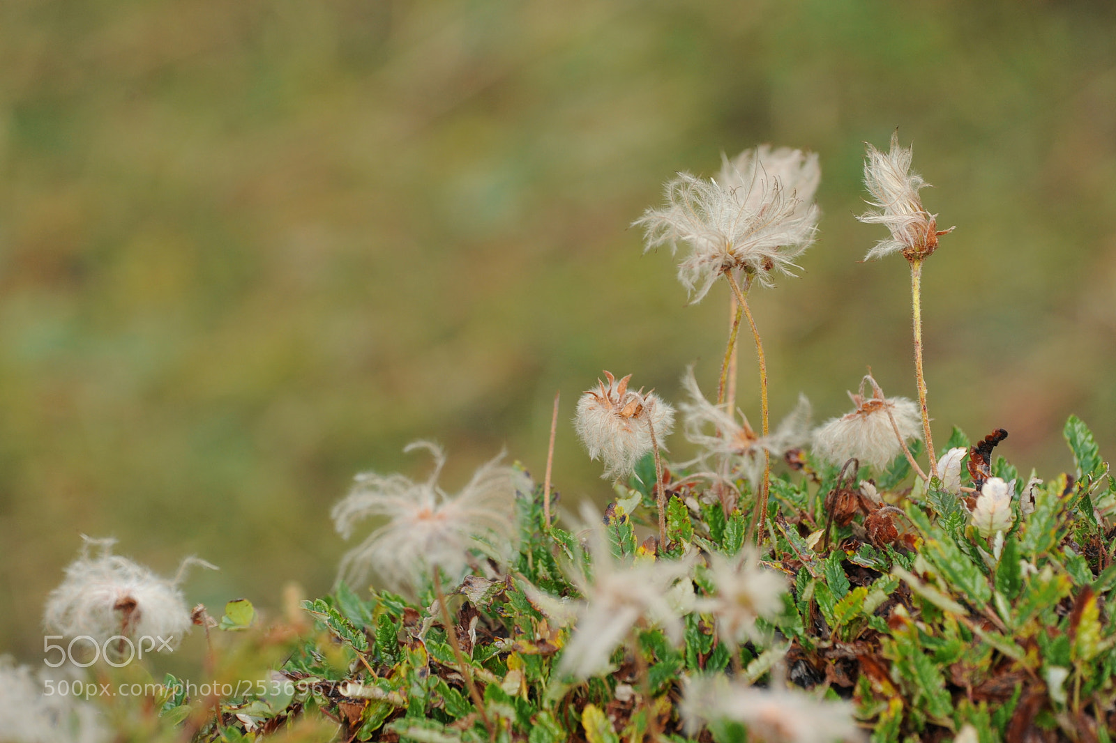Nikon D700 sample photo. Hold out photography