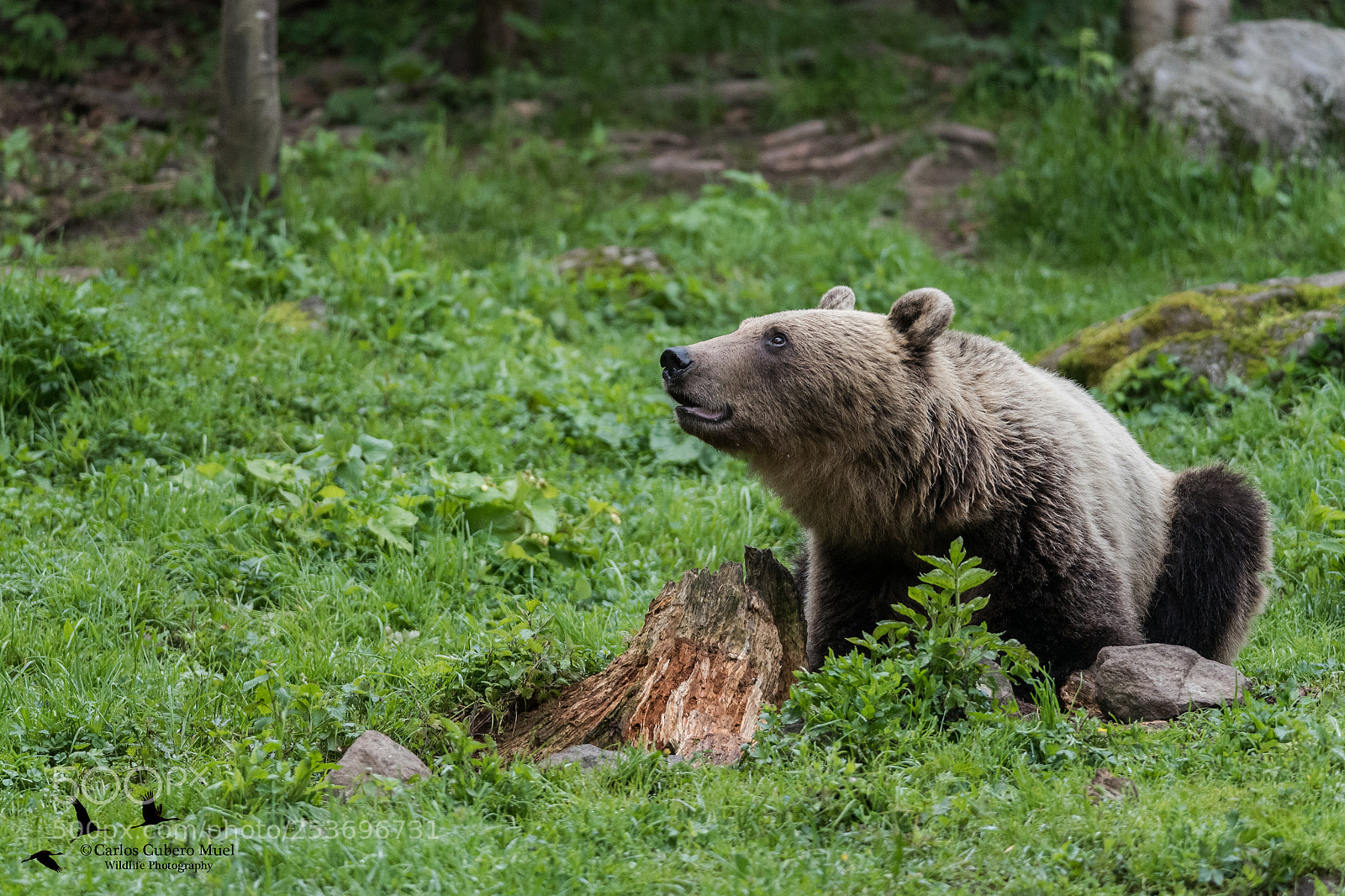Nikon D750 sample photo. Wild bear in carpathians photography