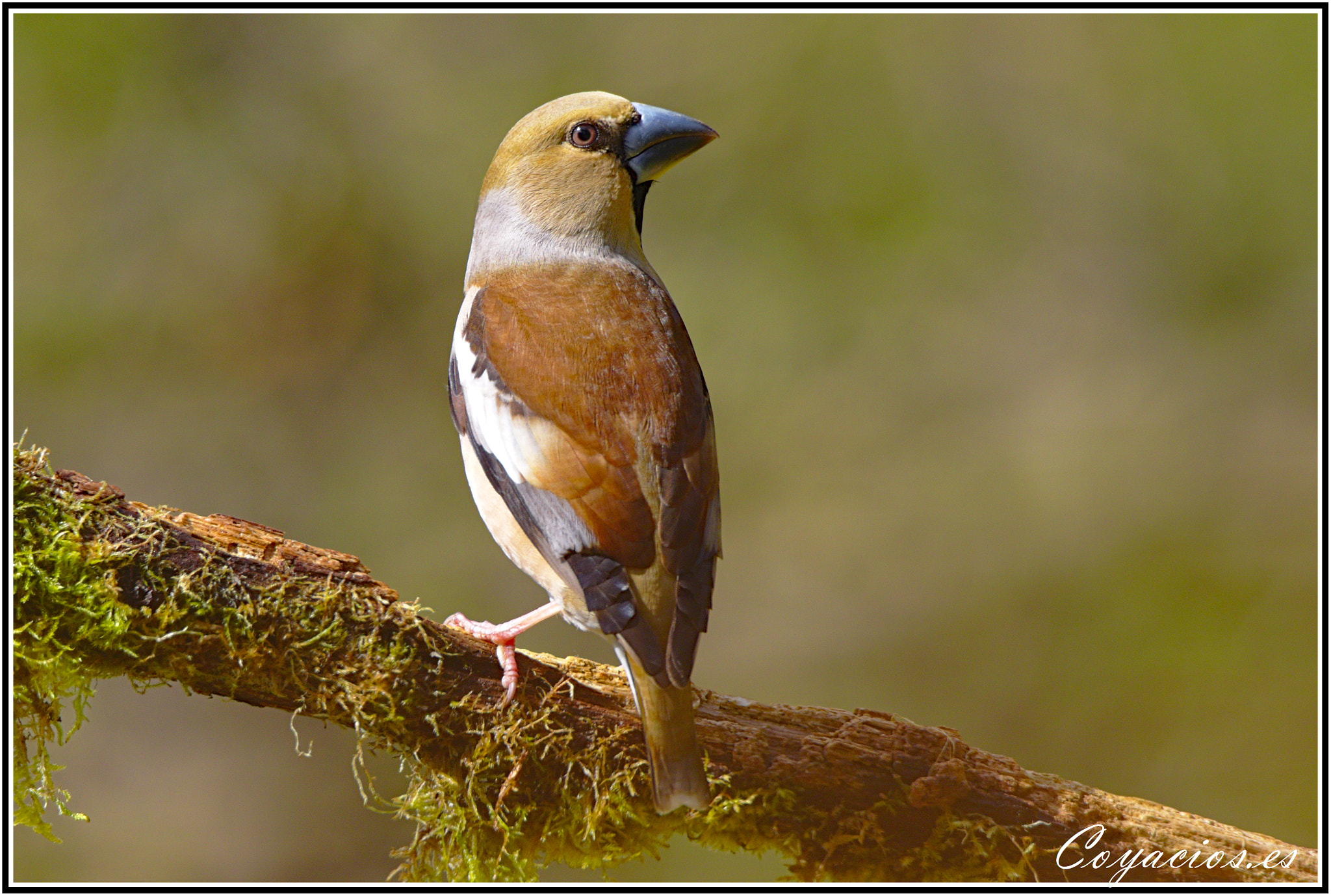 Canon EOS 7D Mark II sample photo. Picogordo (coccothraustes coccothraustes) photography