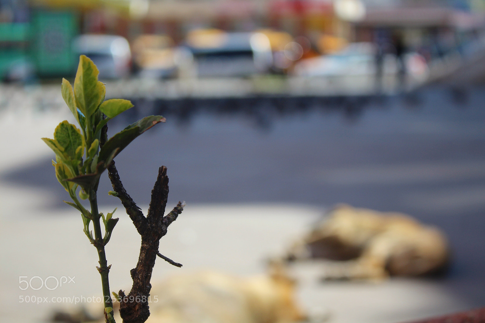 Canon EOS 1200D (EOS Rebel T5 / EOS Kiss X70 / EOS Hi) sample photo. Hopa photography