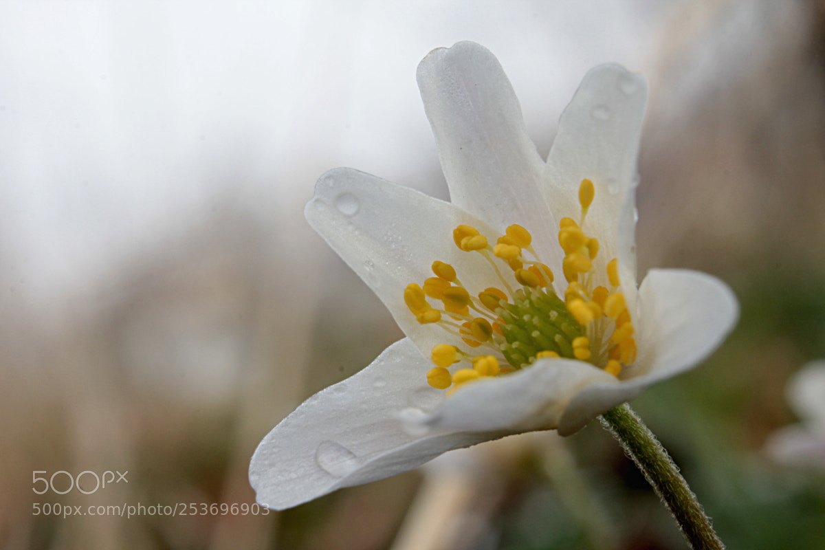 Canon EOS 60D sample photo. Windflower photography