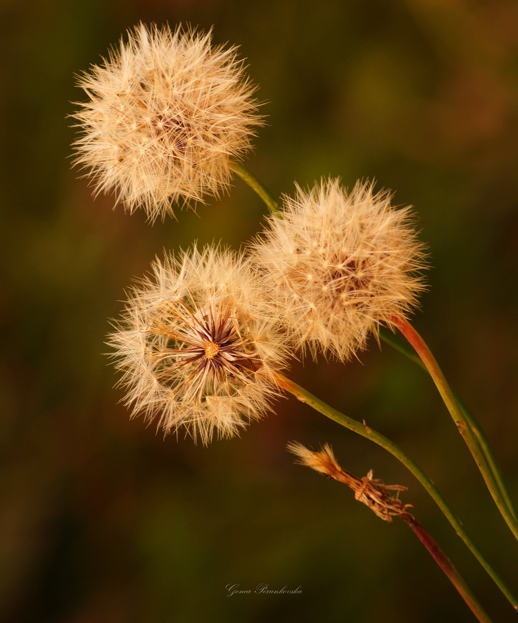 Sony SLT-A58 sample photo. The three musketeers photography