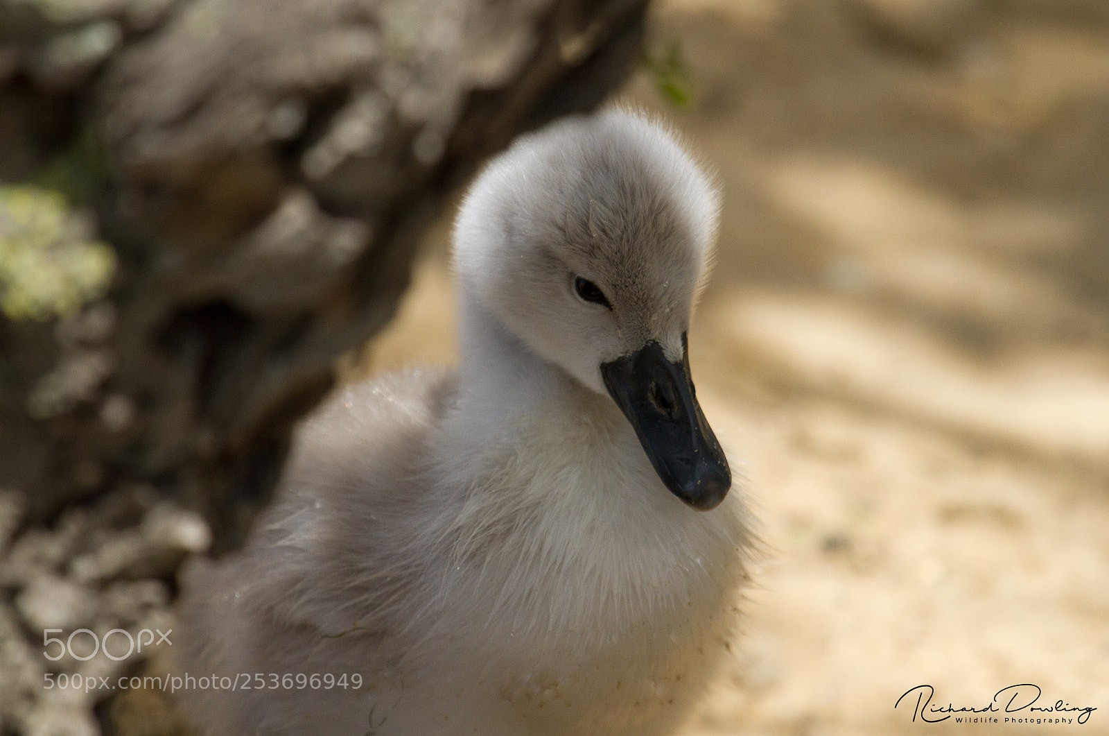 Canon EOS 7D sample photo. Abbotsbury cignet photography